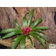 Guzmán bromélia - Guzmania ritmo Dark Pink