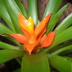 Guzmán bromélia - Guzmania ritmo Orange Guzmán bromélia - Guzmania ritmo Orange