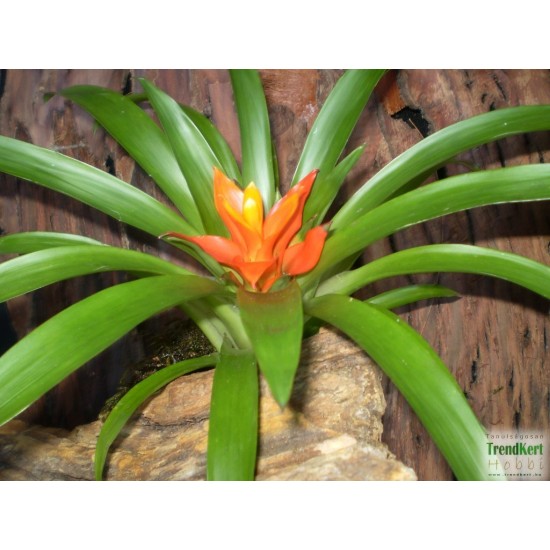 Guzmán bromélia - Guzmania ritmo Orange Guzmán bromélia - Guzmania ritmo Orange