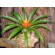 Guzmán bromélia - Guzmania ritmo Orange Guzmán bromélia - Guzmania ritmo Orange