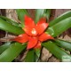 Guzmán bromélia - Guzmania ritmo Rot