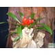 Guzmán bromélia - Guzmania ritmo Rot