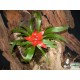 Guzmán bromélia - Guzmania rondo