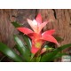 Guzmán bromélia - Guzmania shauna 