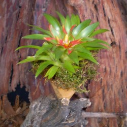 Guzmán bromélia mini - Guzmania theresa Guzmán bromélia mini - Guzmania theresa