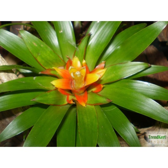 Guzmán bromélia mini - Guzmania theresa