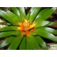 Guzmán bromélia mini - Guzmania theresa