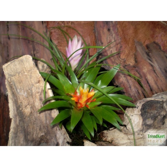 Guzmán bromélia mini - Guzmania theresa