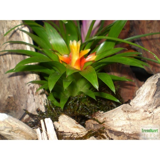 Guzmán bromélia mini - Guzmania theresa
