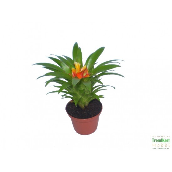 Guzmán bromélia mini - Guzmania theresa