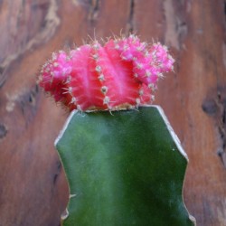 Rubinkaktusz Pink - Gymnocalycium Pink Rubinkaktusz Pink - Gymnocalycium Pink