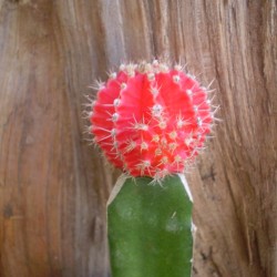 Rubinkaktusz Piros - Gymnocalycium Root Rubinkaktusz Piros - Gymnocalycium Root