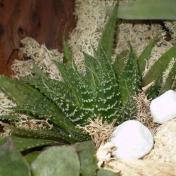 Sávosfű - Haworthia margaritifera Sávosfű - Haworthia margaritifera