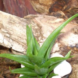 Sávosfű - Haworthia species Sávosfű - Haworthia species