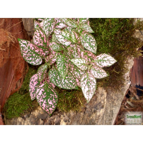 Pettyeslevél - Hypoestes MiniCo Pink