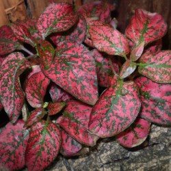 Pettyeslevél - Hypoestes MiniCo Root 