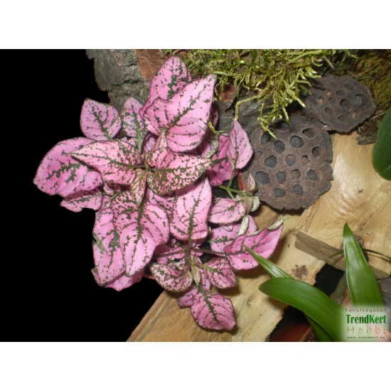 Pettyeslevél - Hypoestes MiniCo Rose