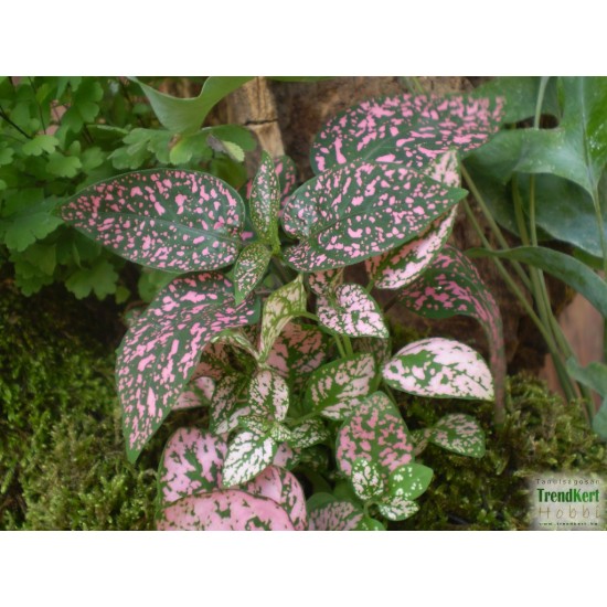 Pettyeslevél - Hypoestes MiniCo Rose