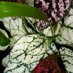 Pettyeslevél - Hypoestes MiniCo White 