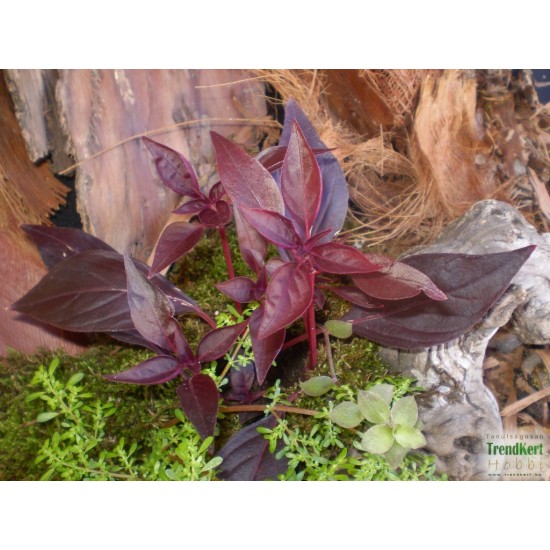 Pelyvavirág, papagájlevél, irezin - Iresine bailly Pelyvavirág, papagájlevél, irezin - Iresine bailly