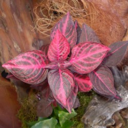 Pelyvavirág, papagájlevél - Iresine herbstii brillantissima