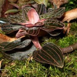 Bársony orchidea - Ludisia discolor
