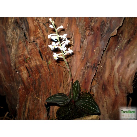 Bársony orchidea - Ludisia discolor