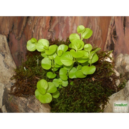 Lizinka - Lysimachia nummullaria Variant Lizinka - Lysimachia nummullaria Variant