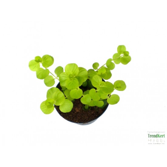 Lizinka - Lysimachia nummullaria Variant Lizinka - Lysimachia nummullaria Variant