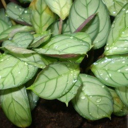 Maranta, nyílgyökér - Maranta amabilis Maranta, nyílgyökér - Maranta amabilis