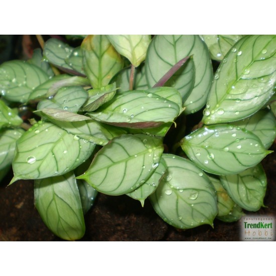Maranta, nyílgyökér - Maranta amabilis Maranta, nyílgyökér - Maranta amabilis
