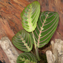 Maranta, nyílgyökér - Maranta leuconeura Fascinator  Maranta, nyílgyökér - Maranta leuconeura Fascinator