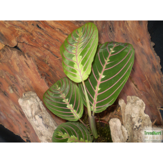 Maranta, nyílgyökér - Maranta leuconeura Fascinator  Maranta, nyílgyökér - Maranta leuconeura Fascinator