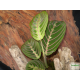 Maranta, nyílgyökér - Maranta leuconeura Fascinator  Maranta, nyílgyökér - Maranta leuconeura Fascinator