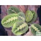 Maranta, nyílgyökér - Maranta leuconeura Fascinator  Maranta, nyílgyökér - Maranta leuconeura Fascinator