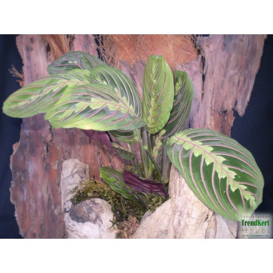 Maranta, nyílgyökér - Maranta leuconeura Fascinator  Maranta, nyílgyökér - Maranta leuconeura Fascinator
