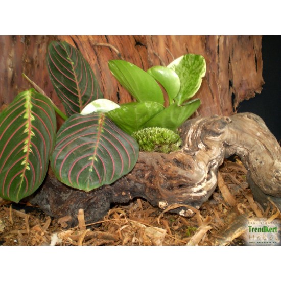 Maranta, nyílgyökér - Maranta leuconeura Fascinator  Maranta, nyílgyökér - Maranta leuconeura Fascinator