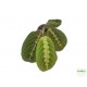 Maranta, nyílgyökér - Maranta leuconeura Fascinator  Maranta, nyílgyökér - Maranta leuconeura Fascinator