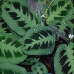 Maranta, nyílgyökér - Maranta leuconeura kerchoveana Maranta, nyílgyökér - Maranta leuconeura kerchoveana
