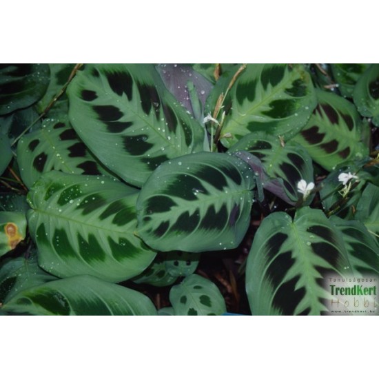 Maranta, nyílgyökér - Maranta leuconeura kerchoveana Maranta, nyílgyökér - Maranta leuconeura kerchoveana
