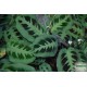 Maranta, nyílgyökér - Maranta leuconeura kerchoveana Maranta, nyílgyökér - Maranta leuconeura kerchoveana