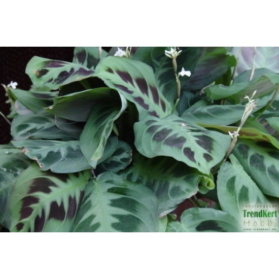 Maranta, nyílgyökér - Maranta leuconeura kerchoveana Maranta, nyílgyökér - Maranta leuconeura kerchoveana