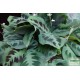 Maranta, nyílgyökér - Maranta leuconeura kerchoveana Maranta, nyílgyökér - Maranta leuconeura kerchoveana