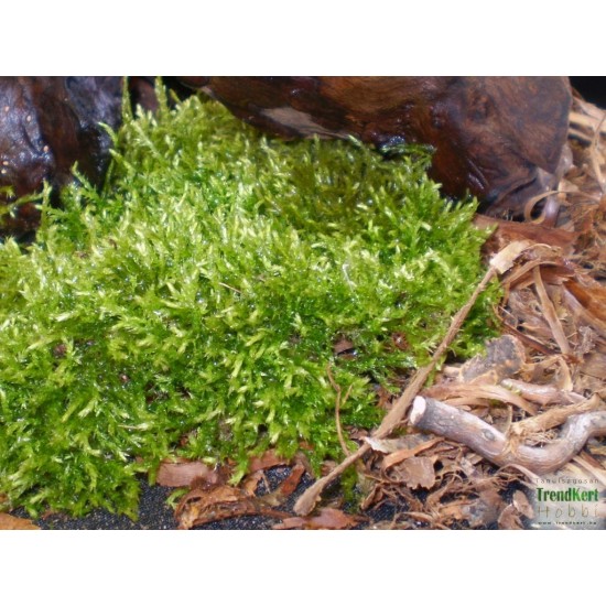 Mediterrán Moha (1 adag)