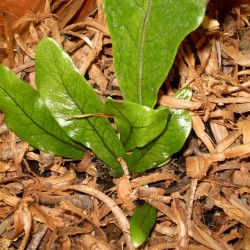 Krokodil páfrány - Microsorum crocodillus