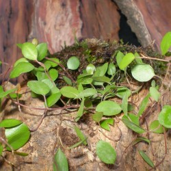 Porccserje - Muehlenbeckia sealand Minor Porccserje - Muehlenbeckia sealand Minor