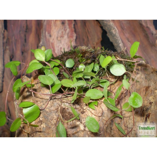 Porccserje - Muehlenbeckia sealand Minor Porccserje - Muehlenbeckia sealand Minor