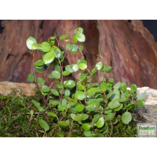 Porccserje - Muehlenbeckia sealand Minor Porccserje - Muehlenbeckia sealand Minor