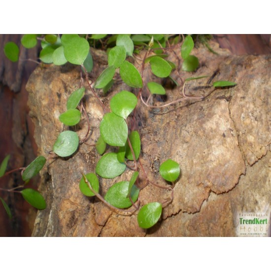 Porccserje - Muehlenbeckia sealand Minor Porccserje - Muehlenbeckia sealand Minor