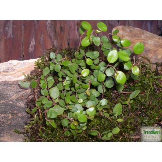 Porccserje - Muehlenbeckia sealand Minor Porccserje - Muehlenbeckia sealand Minor